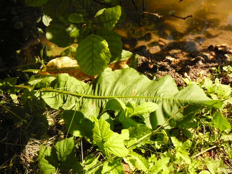 Oseille aquatique   Rumex hydrolapathum